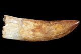 Huge, Carcharodontosaurus Tooth - Composite Tooth #71090-3